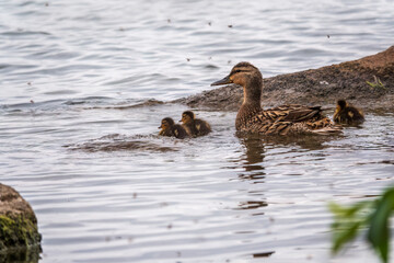 A family of ducks, a duck and its little ducklings are swimming in the water. The duck takes care of its newborn ducklings. Mallard, lat. Anas platyrhynchos