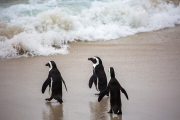 A group of three penguins walk on the beach of the Atlantic Ocean 