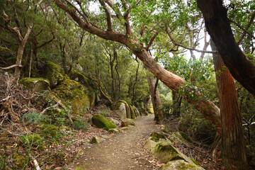 landscape portrait of hiking trails along  cape pillar, apart of the three cape trek in Tasmania, Australia.