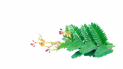 Brightly colored tamarind flowers and leaves blooming on the white background.