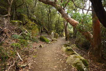landscape portrait of hiking trails along  cape pillar, apart of the three cape trek in Tasmania, Australia.