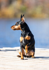 Black-and-brown Miniature Pinscher sits against the background of the river on a wooden deck