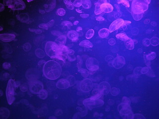 Beautiful Underwater Jellyfish purple background 