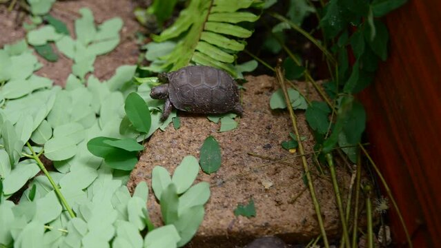 Video of incredible baby Tortoise from a botanical garden in Victoria on Mahe island in Seychelles. Footage filmed with a camera on a gimbal moving. Filmed on a beautiful contrasty day.