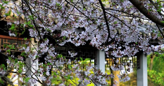 Yuantouzhu is one of the world's three major cherry blossom viewing resorts, has planted more than 30,000 various types of cherry trees, a total of 100 varieties, is China's largest cherry blossom pla