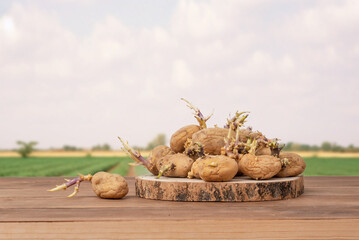 Set of yellow potatoes with sprouts on a wooden table with a potato plantation in the background. Sprouted potatoes. Not suitable for consumption