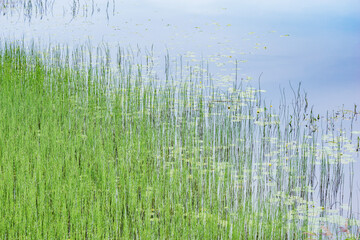 Grass by the lake coast.