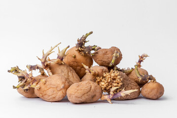 Set of yellow potatoes with sprouts on white background. Sprouted potatoes. They are not toxic or poisonous, but it is best not to consume them