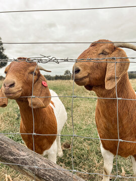 Goats at the farm 