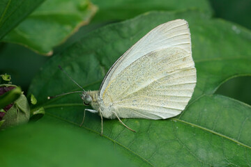 Closeup on the European small white butterfly, Pieris rapae sitting on a green leaf