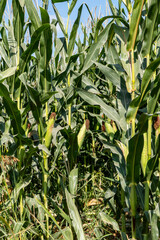 Corn stigmas on young cobs among foliage in an agricultural field. Corn silk.
