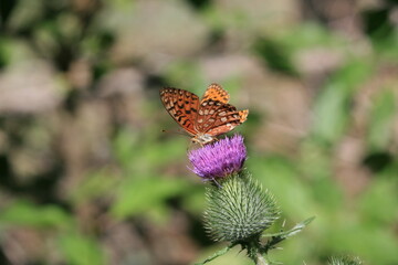 Papillon sur une fleur