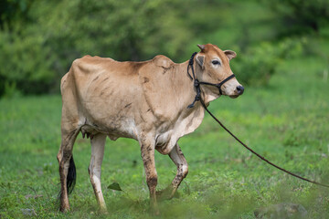 Indian cow on a farm