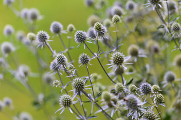 Beautiful blue Eryngium flower plants, who are also known as sea holly. A feast for wild bees and insects.