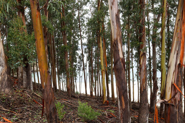 Leafy forest by the sea