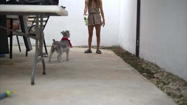 Slow motion of a latin woman playing with her grey schnauzer dog in the backyard running and having fun
