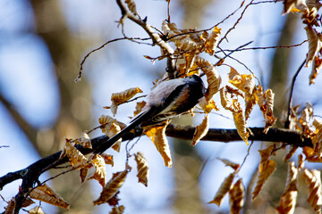 Vögelchen im Wald