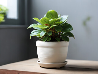 Home decoration with Baby rubberplant, Peperomia obtusifolia