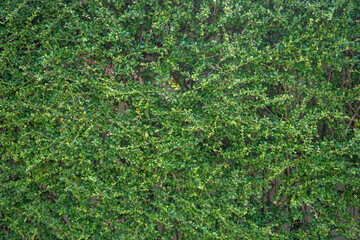 green tree wall that gives a feeling of freshness