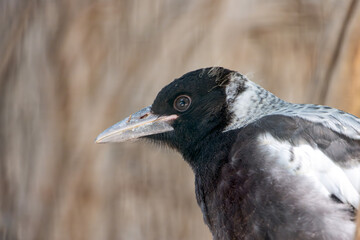 The Australian magpie, gymnorhina tibicen