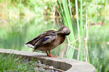 Duck cleans feathers in the park by the lake or river. Nature wildlife mallard duck on a green grass. Close up duck