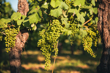 Fototapeta premium Bunch of grapes still unripe For White Wine