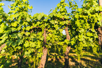 Large leaves of the vineyards and unripe bunches
