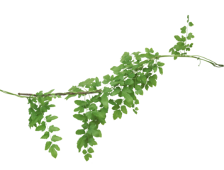 Climbing fern leaves isolated on transparent background.