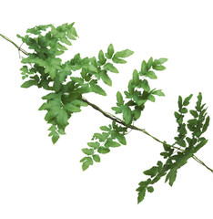 Climbing fern leaves isolated on transparent background.