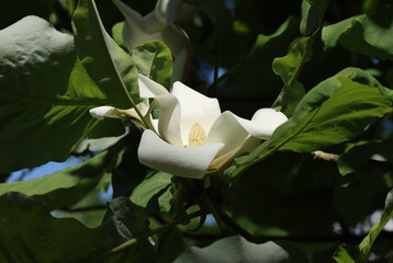 Großblättrige Magnolie - Bigleaf magnolia