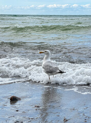 Möwe am Ostseestrand