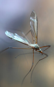 Komar; mosquito; owad w powiększeniu