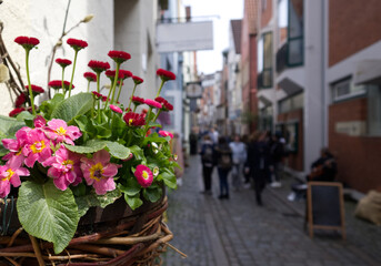 Red flowers in a wicker pot as a decoration of the city on a tourist street close-up
