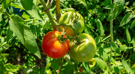 暑い夏、赤いトマト1個と緑の未完熟トマト2個がなっているのを上部より見る。Top view of one red tomato and two unripe green tomatoes in hot summer.