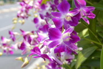 Fototapeta na wymiar purple orchid blooming beauty nature in garden