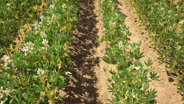 Field bean in summer with sun