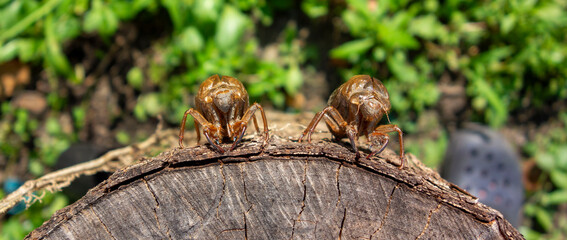 夏の暑さの中、楠木の切り株に二匹のセミの抜け殻。Two cicada shells on a camphor tree stump in the heat of summer.