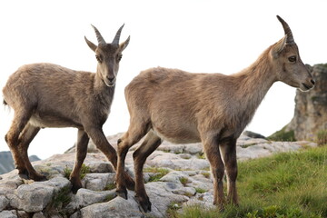 Steinbock im Berner Oberland