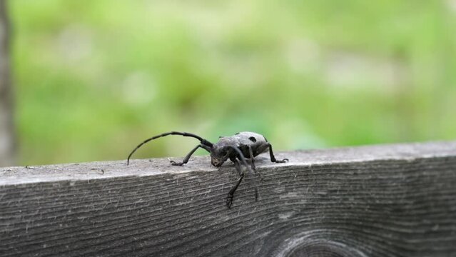 Morimus asper funereus with large and massive longhorn, slow motion of a beetle on wood
