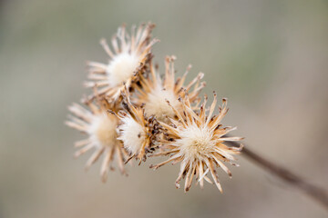 Close-up of wild dried flowers with blurred background. High quality photo