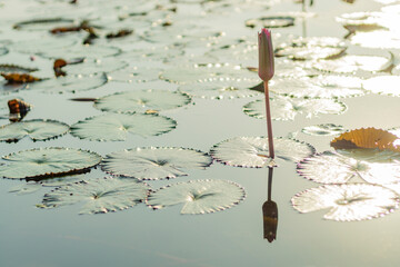 Peaceful and calm concept . Composition of Green lotus leaves