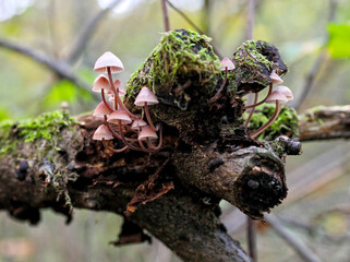 Grzybówka krwista (Mycena haematopus). Gatunek grzybów z rodziny grzybówkowatych (Mycenaceae). Kraków las Borkowski.