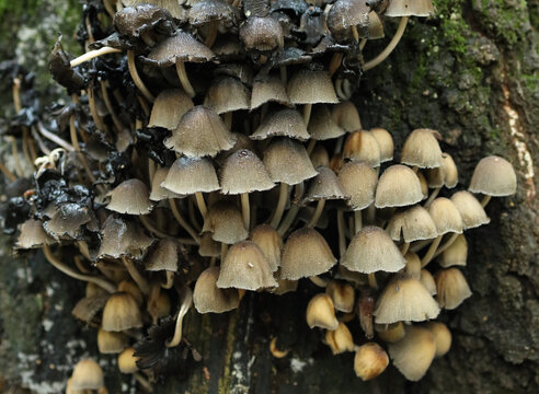 Czernidłak błyszczący, Coprinellus micaceus. Gatunek grzyb&oacute;w z rodziny kruchaweczkowatych (Psathyrellaceae)