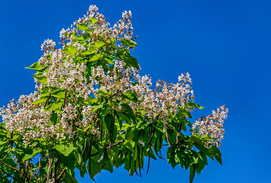 Inflorescences of a tree plant called Katalpa ordinary which is commonly used as an ornamental plant in the city of Bialystok in Podlasie, Poland.