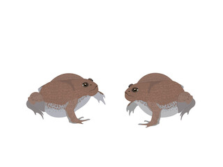 Glyphoglossus molossus on a white background.
