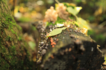 świecznica rozgałęziona, Artomyces pyxidatus, gatunek grzybów należący do rodziny szyszkogłówkowatych (Auriscalpiaceae), Rulik nadrzewny, Lycogala epidendrum