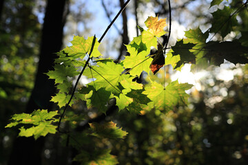 Liście klonu, wczesną jesienią. Las Borkowski, Kraków