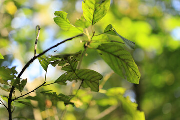 Pająk na pajęczynie