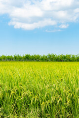 blue sky and green paddy on field at vertical composition