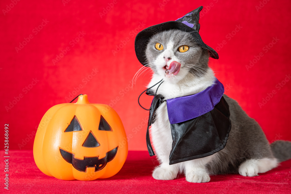 Wall mural cute british shorthair cat with witch cloak as Halloween character with jack-o-lantern nearby